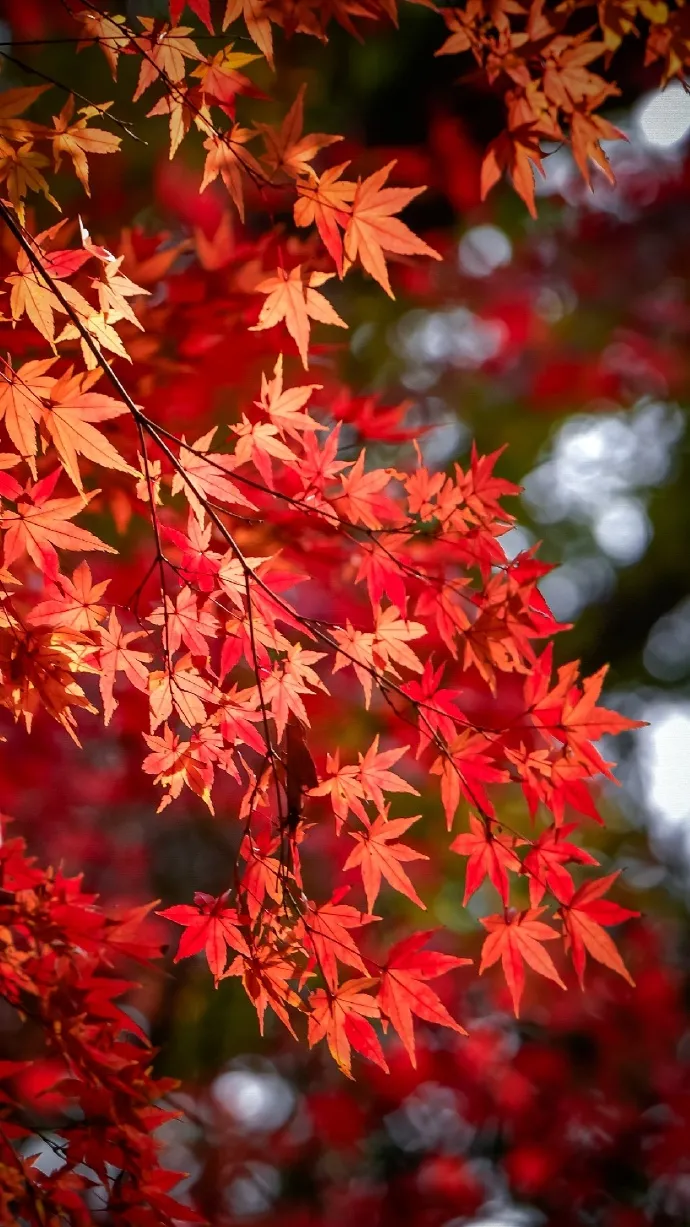 041764807614426298.png 543bcaa4dc59fab16f5402a375b4af0.png