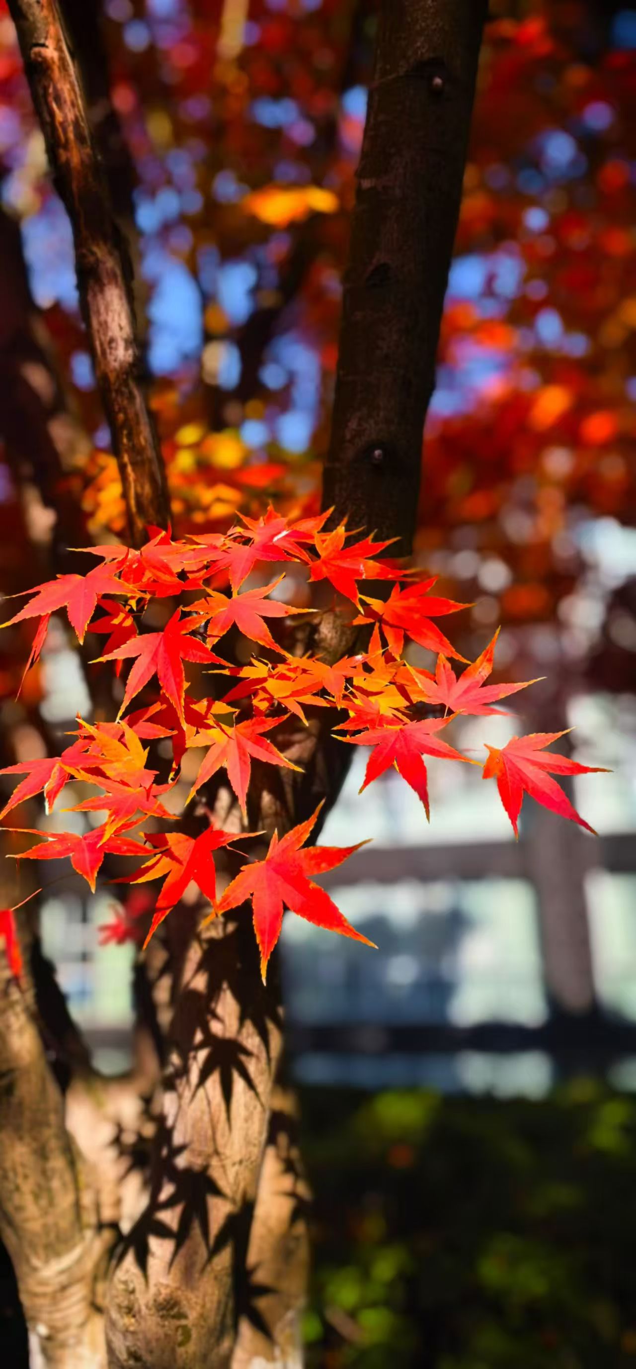 041764807698170225.jpeg 09fa2e50d65e7d13bda5328955b54f5.jpg